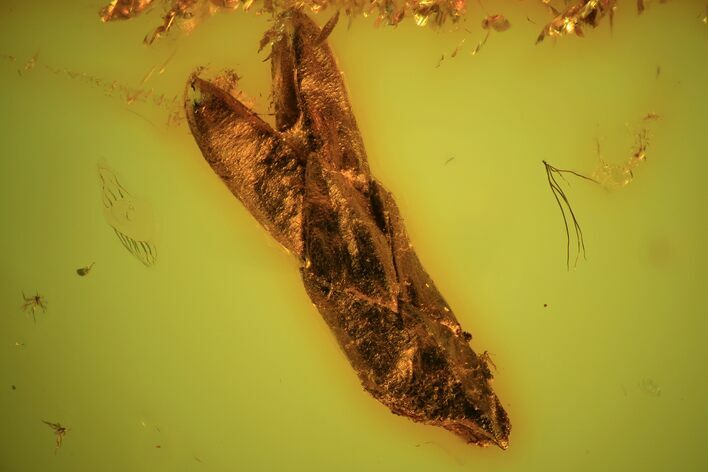 Detailed Fossil Thuja Twig (Pinales) In Baltic Amber #102797